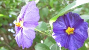 Devi assolutamente coltivarli sul tuo balcone: questi sono i fiori estivi resistenti al caldo