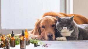 Oli essenziali per cani e gatti: quando usarli e per quali scopi