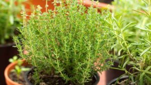 Il rosmarino sul balcone dura di più grazie a questi segreti