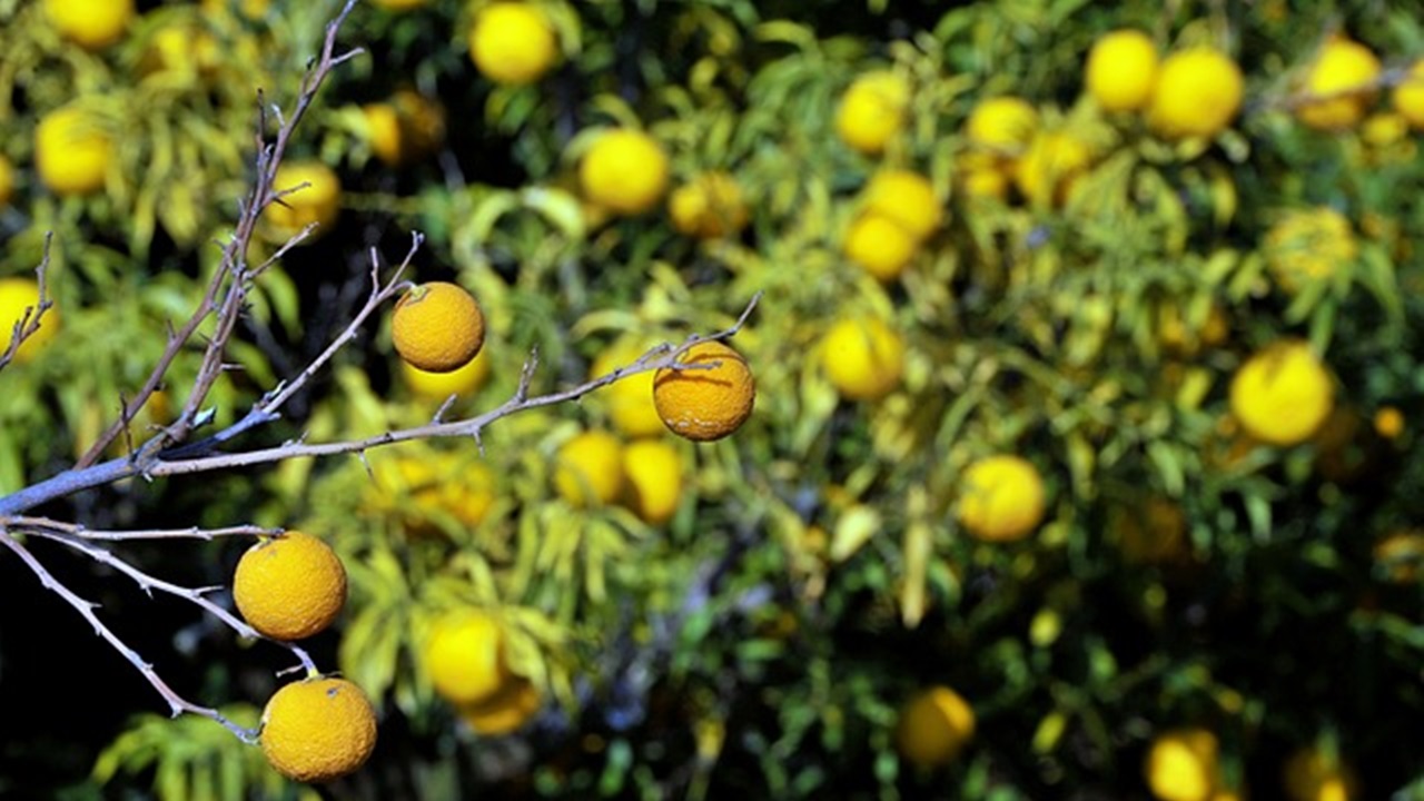 pianta di cedro