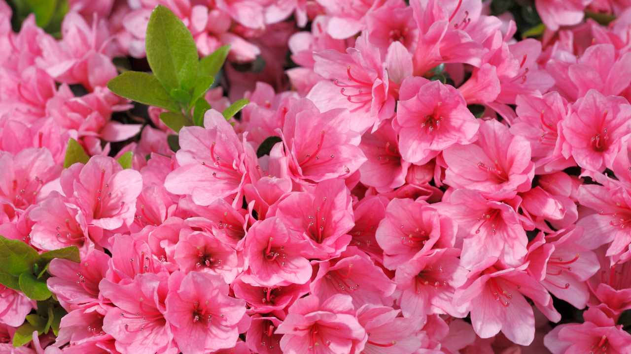 Fiori di azalea