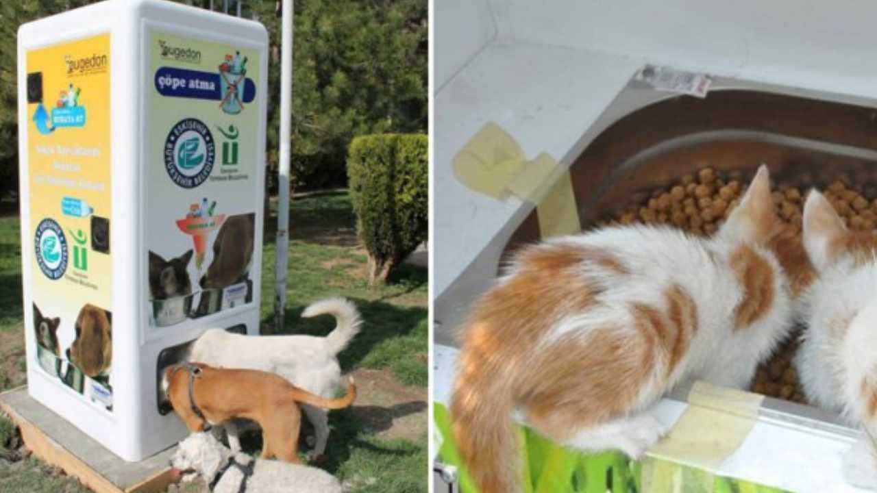 Distributore di cibo per animali randagi