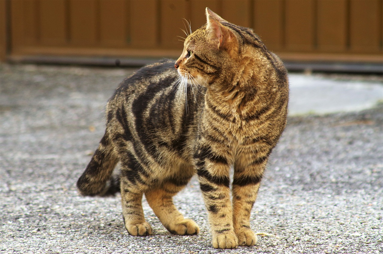 Gatto randagio