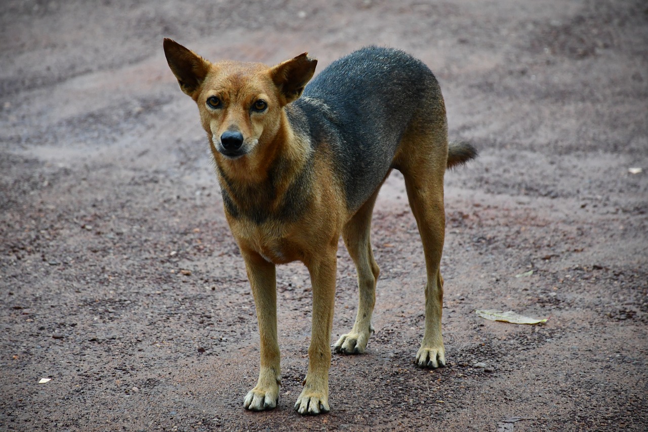 Cane randagio