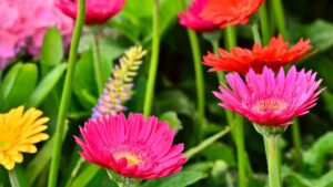 Come coltivare i fiori dell’arcobaleno: non passano mai inosservati