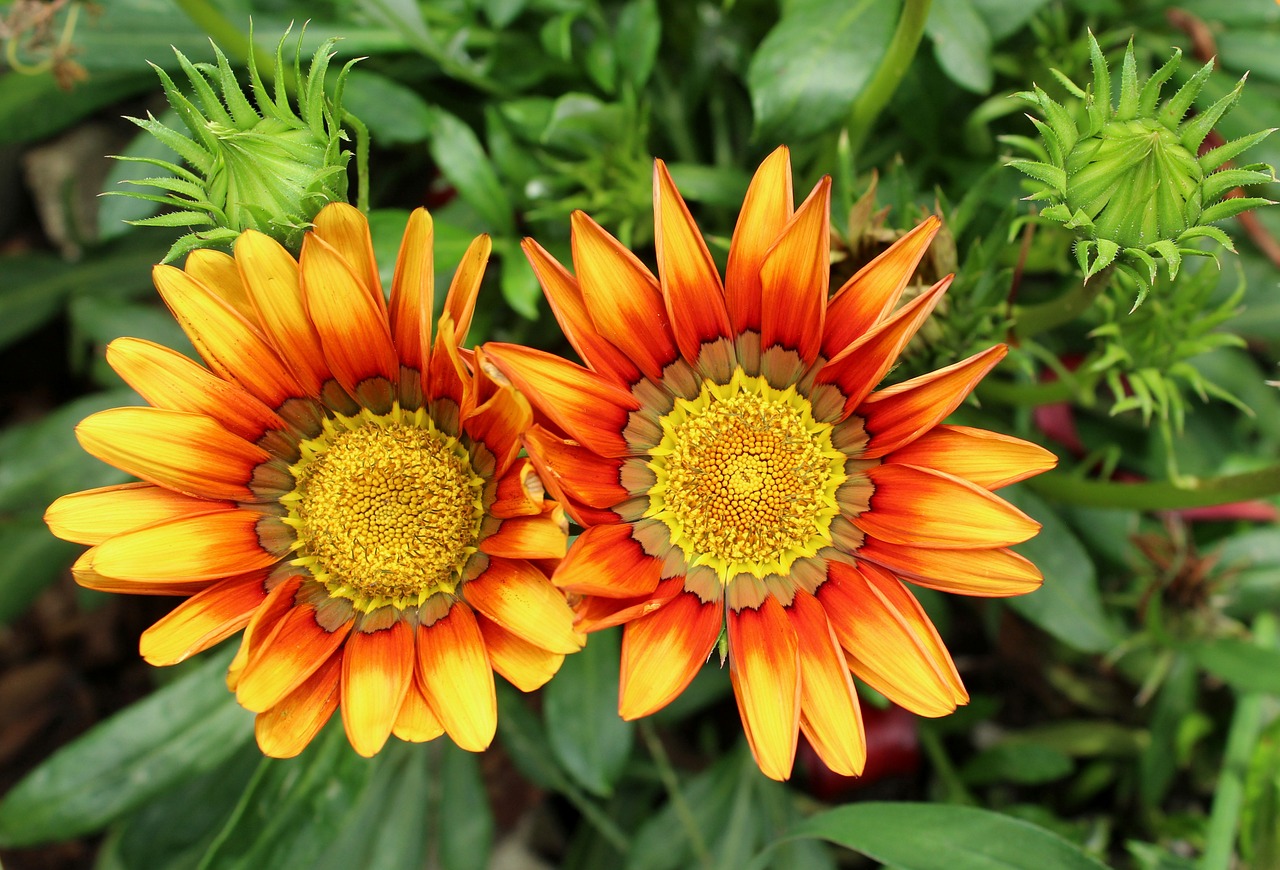 Fiori Gazania aperti