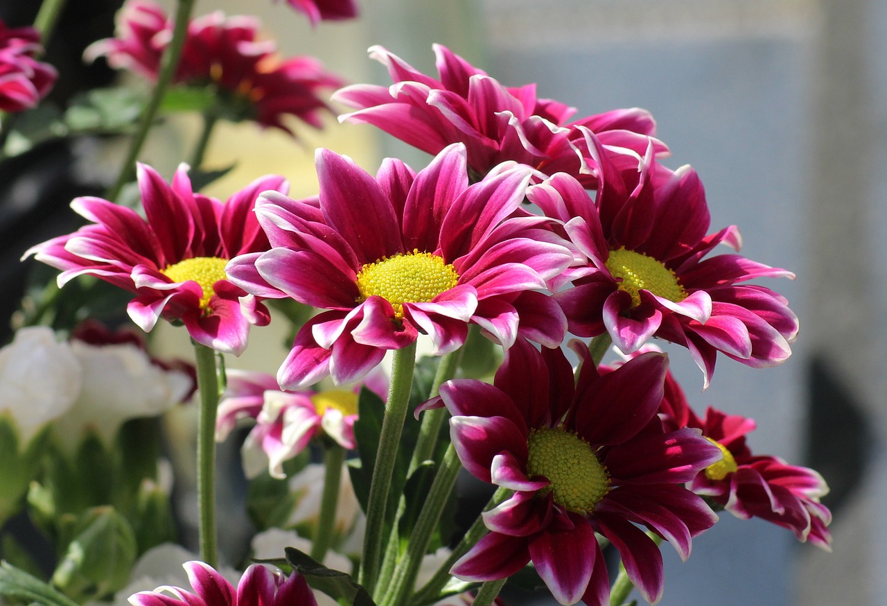 Fiori Gazania