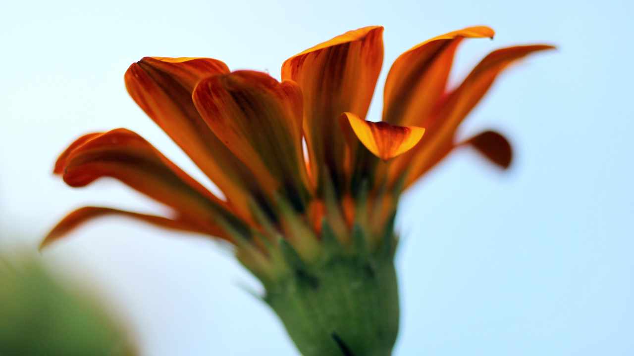 Fiore Gazania