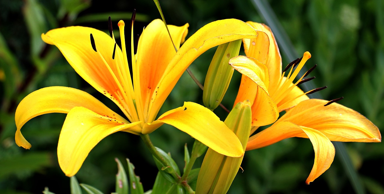 Giglio giallo e arancio