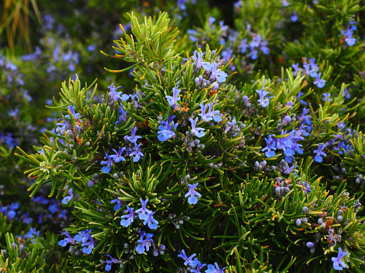 Fiori blu rosmarino