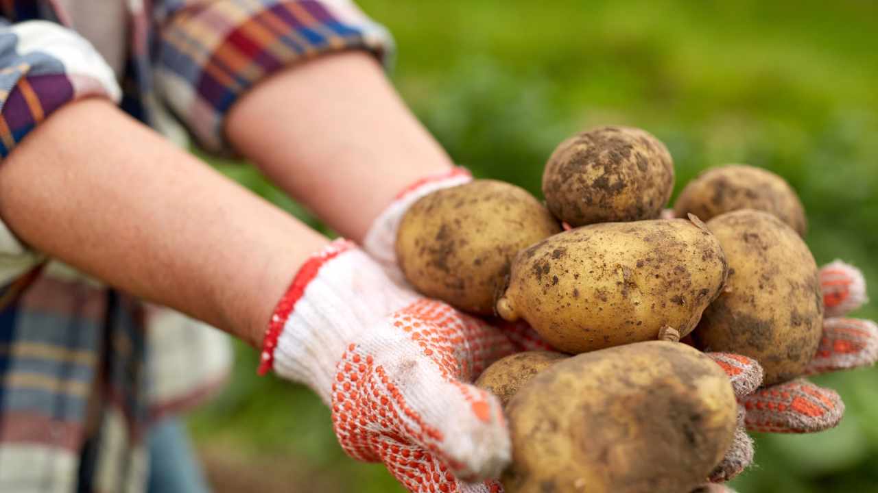 Raccogliere patate