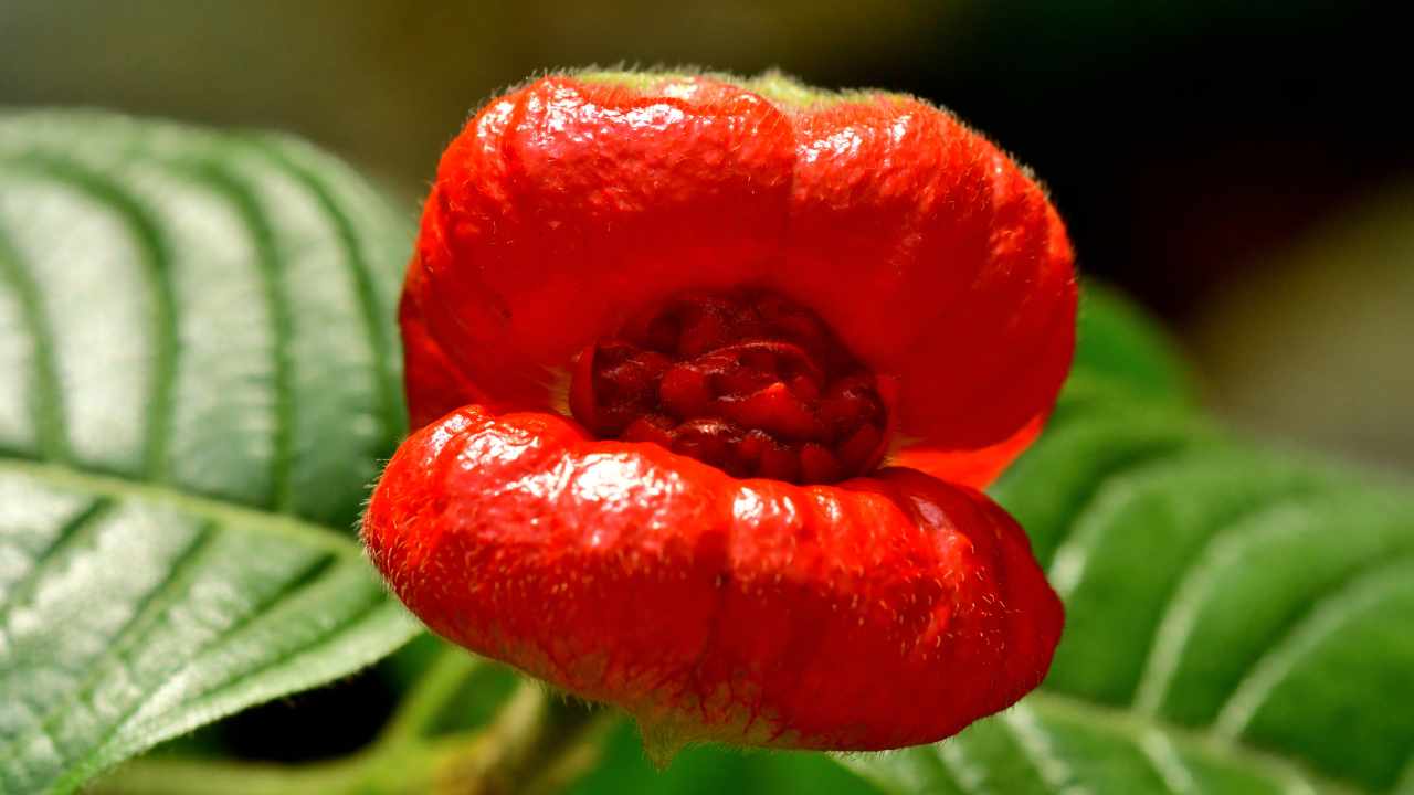 Primo piano Psychotria elata