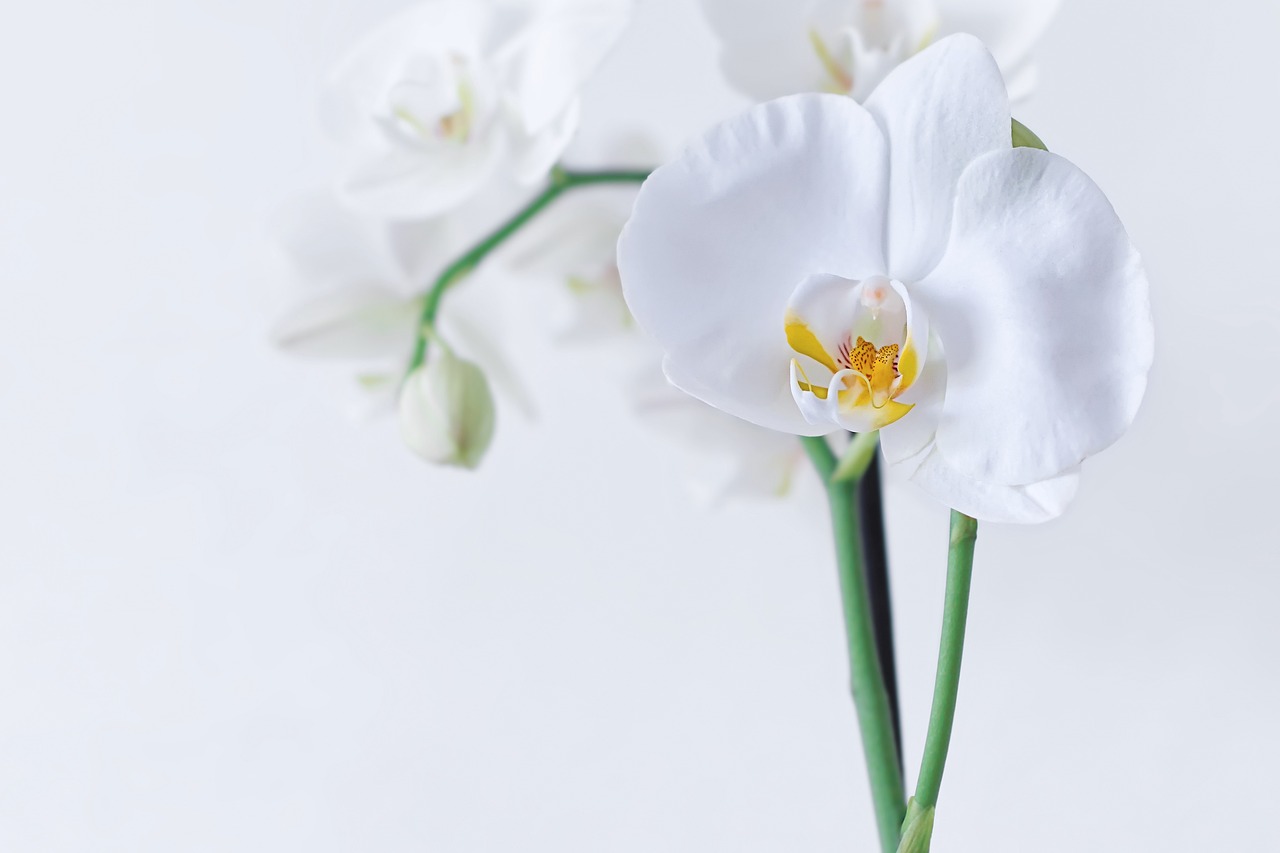 Orchidea bianca