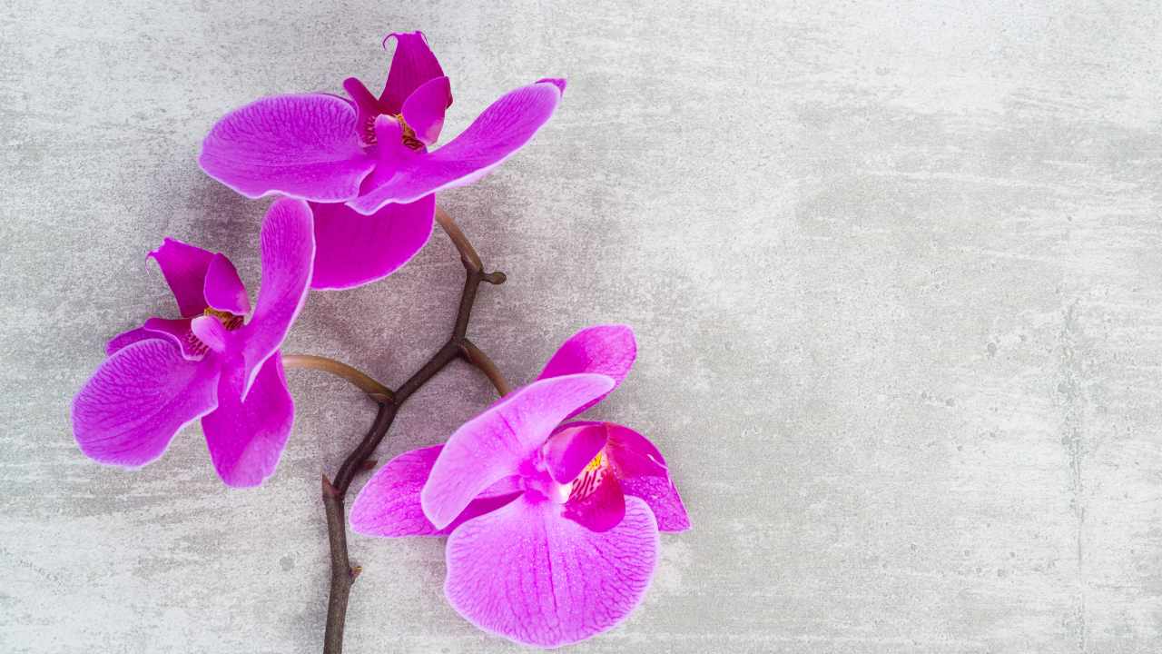 Ramo orchidea