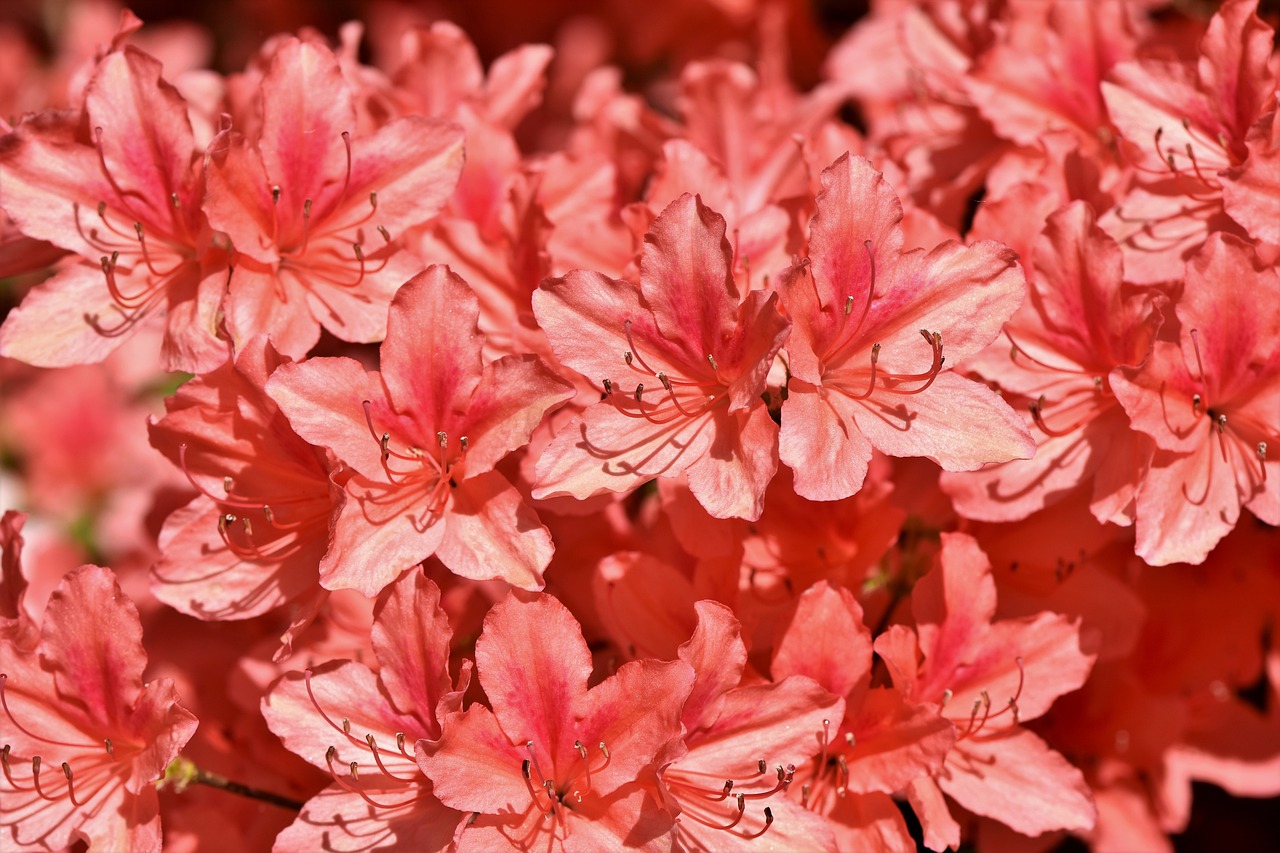 Fiori rododendro