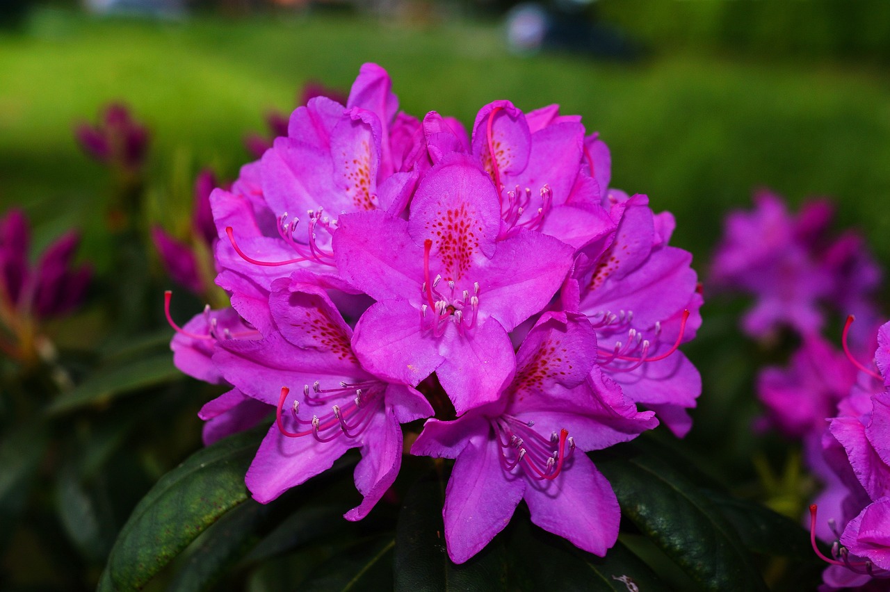 Primo piano rododendro