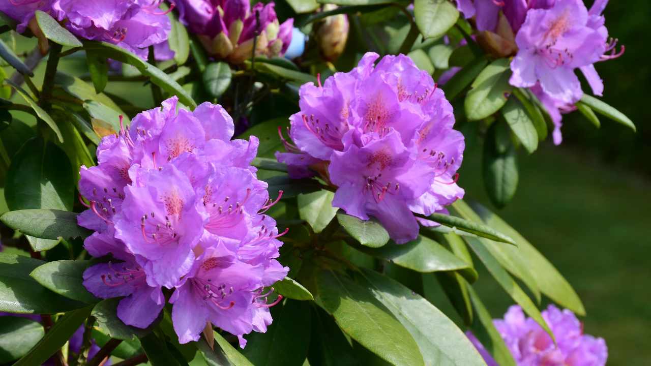 Fioritura rododendro