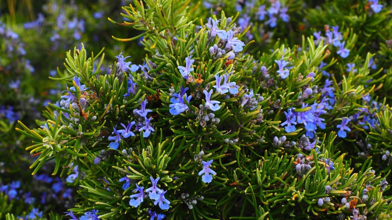 Fiori di rosmarino