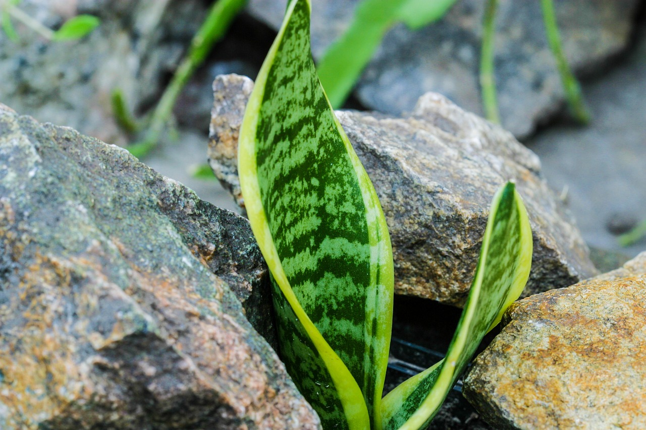 Coltiva sansevieria