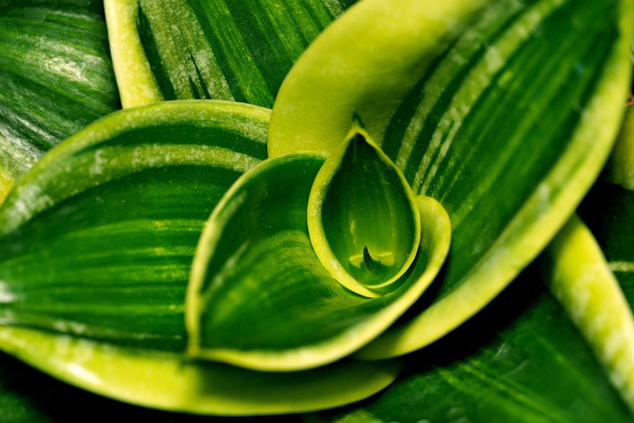 Primo piano sansevieria