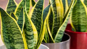 Sansevieria, ottieni nuove piante da un pezzo di foglia