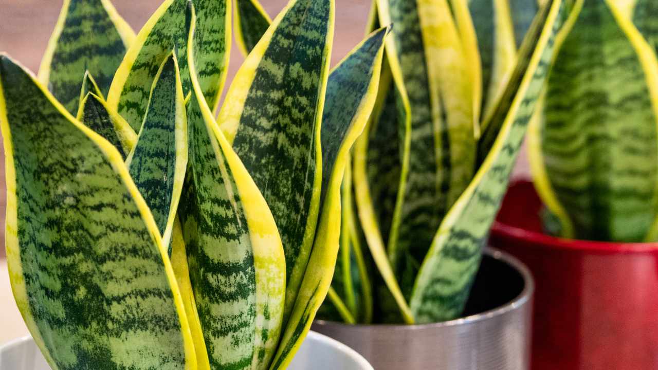 Piante Sansevieria