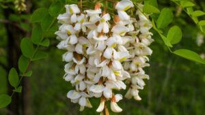 Come mangiare i fiori di Acacia: un grande aiuto per gonfiore, reflusso e gengive