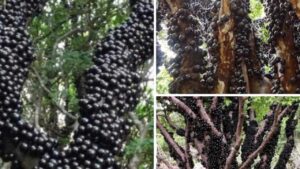 Una mamma e sua figlia erano fuori a passeggiare quando hanno visto questo albero dall’aspetto strano, poi hanno scoperto di cosa si trattava