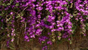 Barba di Giove: come avere un balcone spettacolare