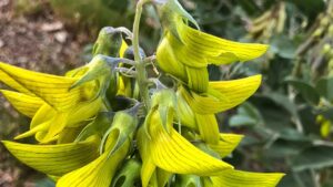 Questo fiore sembra un colibrì, tutti i miei amici lo adorano