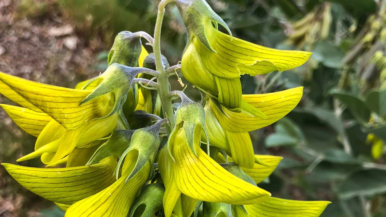 pianta colibrì