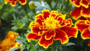 Perché dovresti piantare le calendule francesi in giardino: qualcuno conosce già il motivo