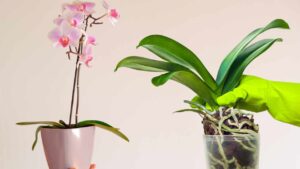 È questo il segreto per coltivare l’orchidea in casa: non la vedrai mai appassire
