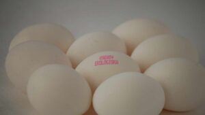 Sai come si legge l’etichetta sulle uova nel modo corretto? Non tutti conoscono la risposta