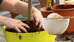 Tu lo sapevi? Come usare la farina di mais per coltivare frutta e verdura