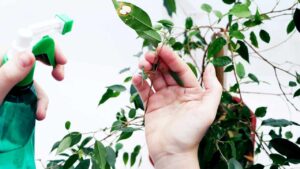 Il Ficus Benjamin perde le foglie? Il motivo e come risolvere il tuo problema