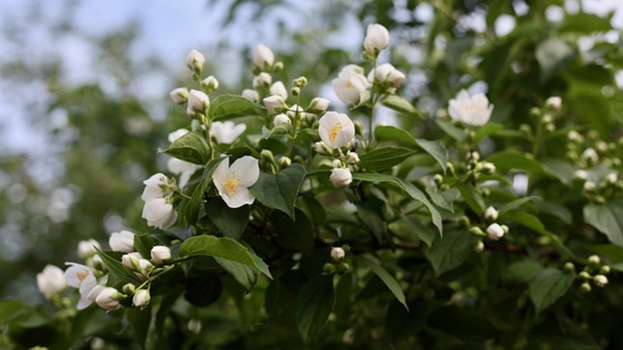 fiori bianchi