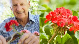 Come potare i tuoi gerani per prepararli ad una fioritura strabiliante