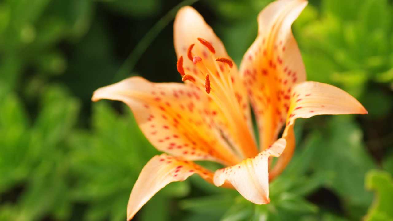 Lilium Pacificum