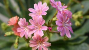 Lewisia, i segreti per coltivare una pianta grassa dai fiori spettacolari