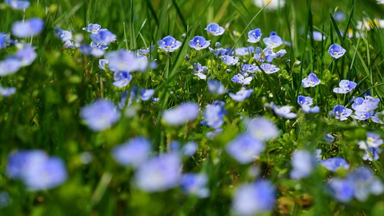 fiorellini azzurri