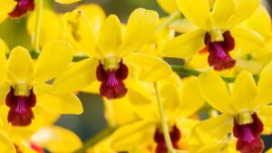 Sai qual è il significato dell’orchidea gialla? Ecco quando va regalata