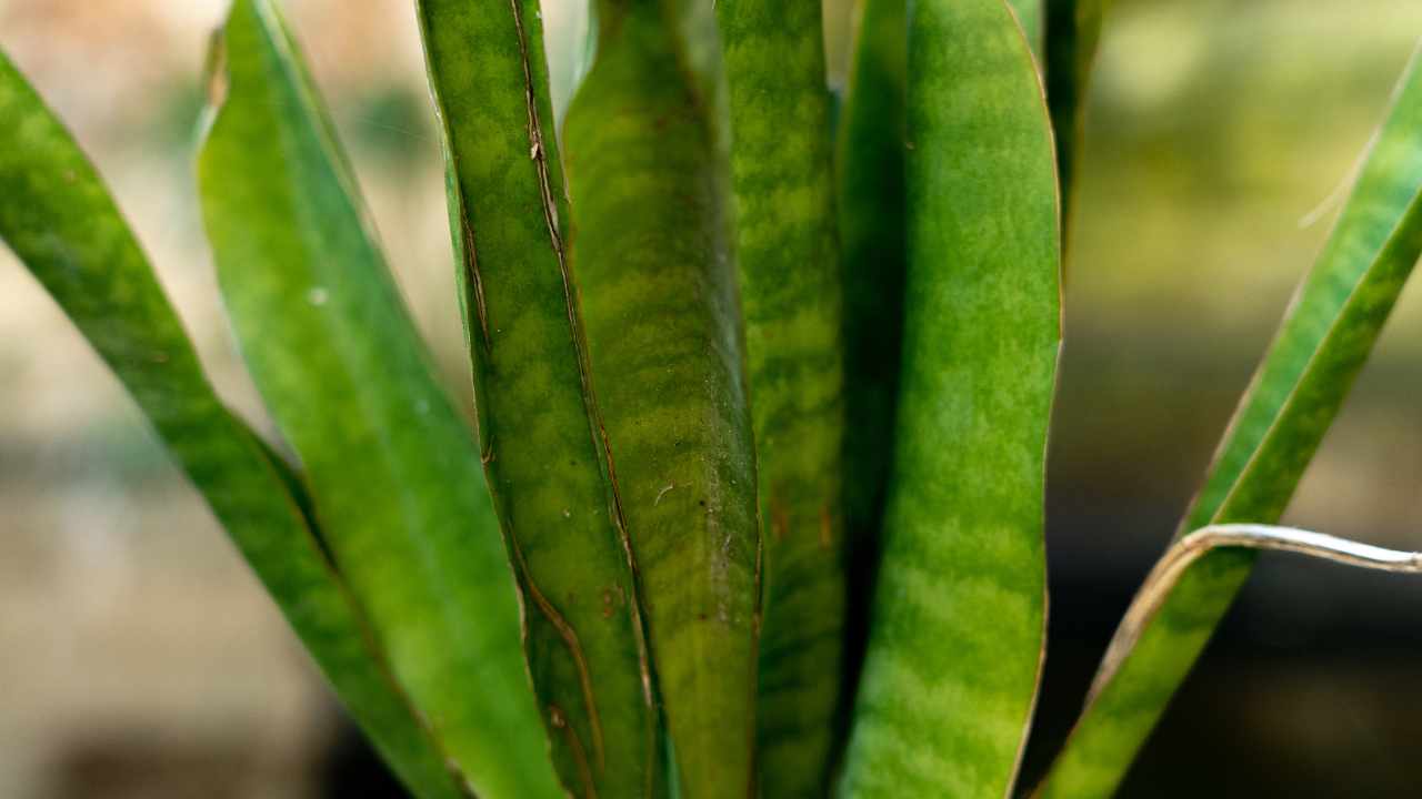 sansevieria