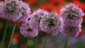 4 piante coloratissime che daranno vita al tuo balcone