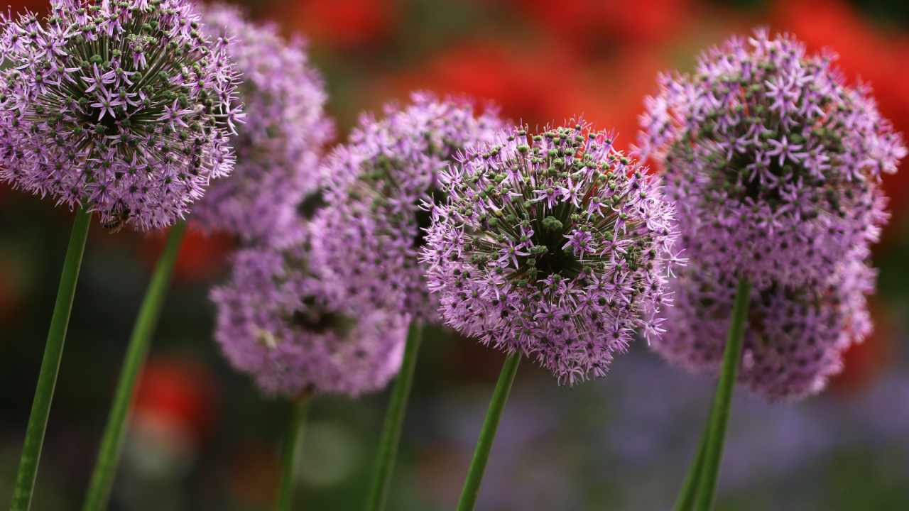 allium