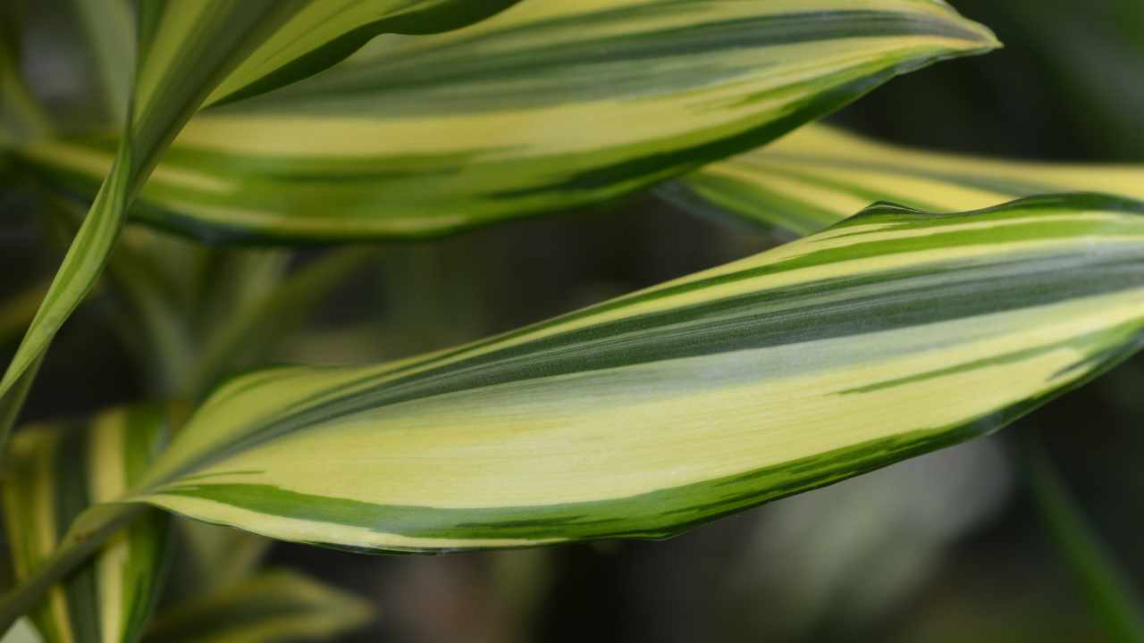 dracena