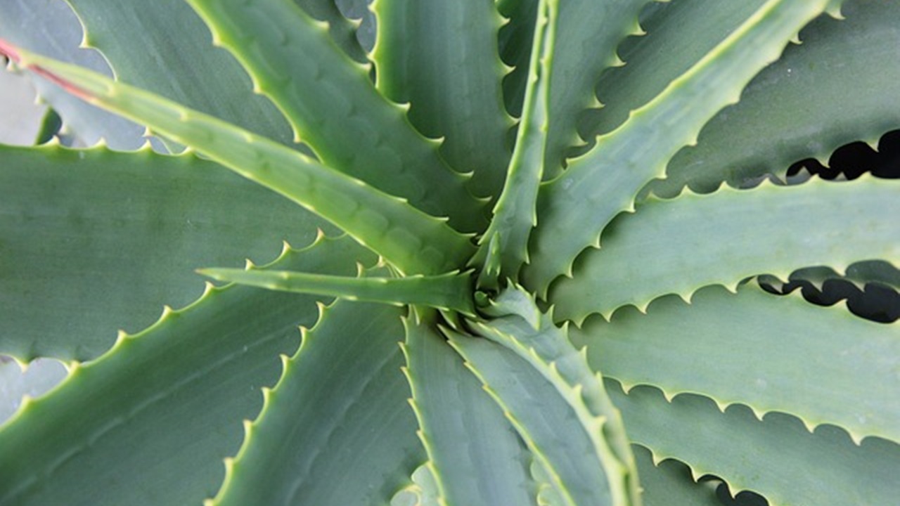 aloe vera