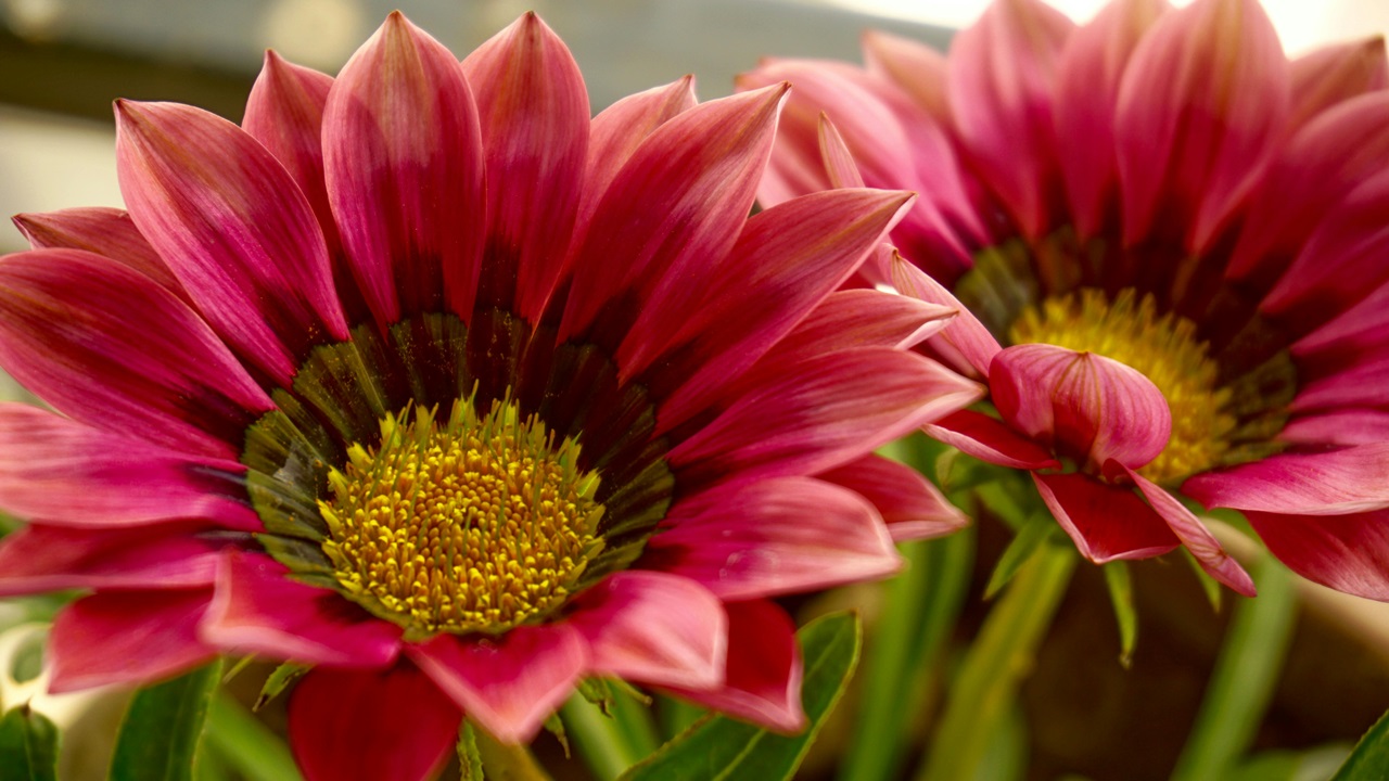 gazania