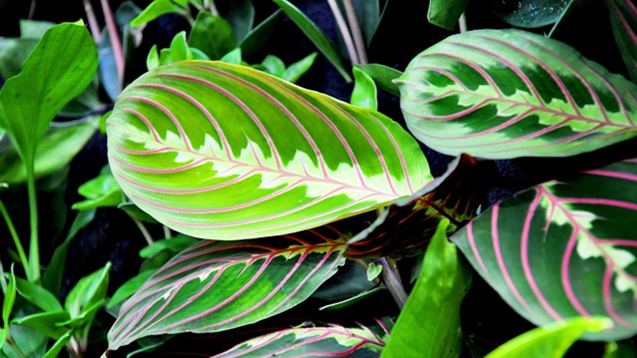 maranta