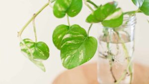 Tu lo sapevi che è possibile far crescere il pothos anche in acqua? Ti svelo come fare